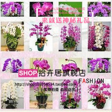 洋蘭花 優雅綻放，禮贈臻選——最新產品與送禮指南